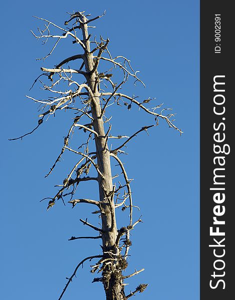 Dead Tree