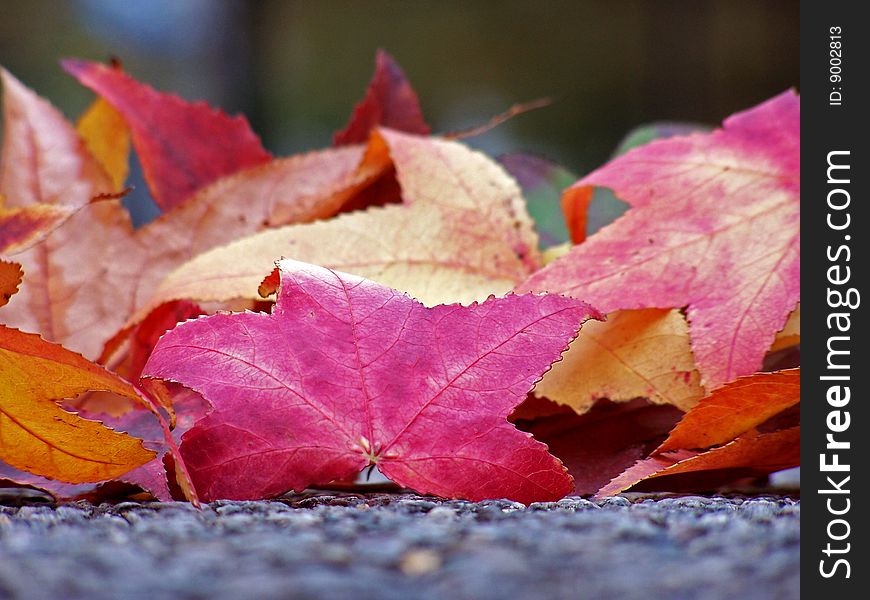 Autumn leafs on asphalt road