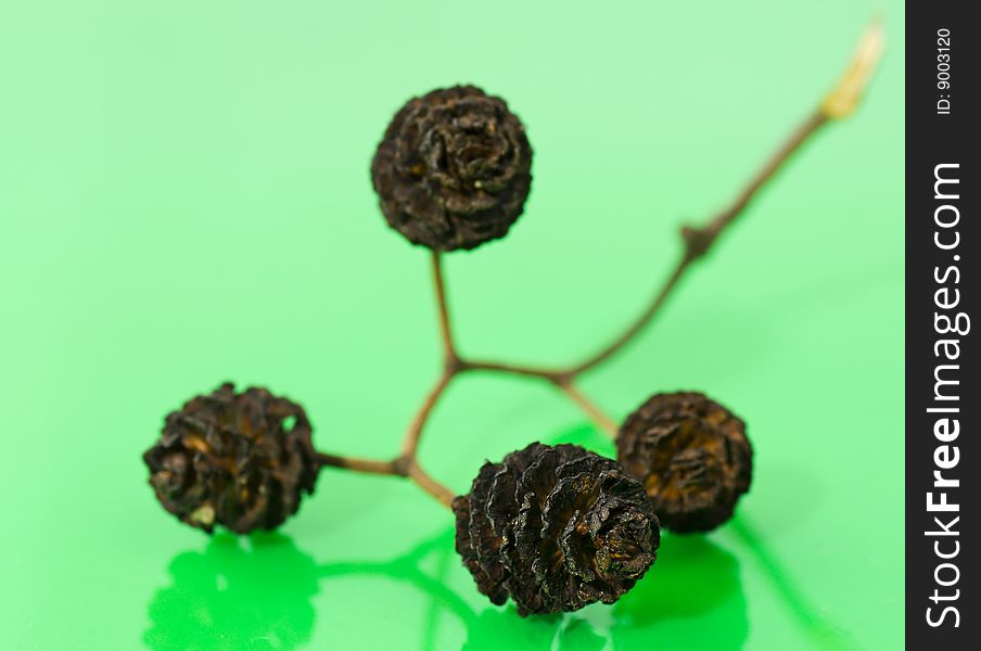 Dried group of small cone attached to the stem isolated on light green reflective background. Dried group of small cone attached to the stem isolated on light green reflective background