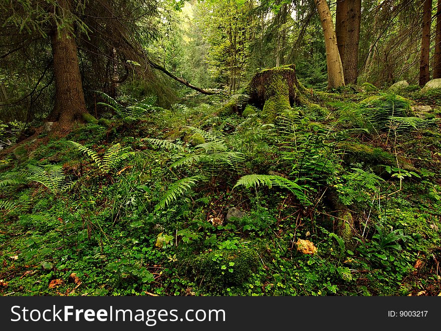 Deep green forest in summer day. Deep green forest in summer day