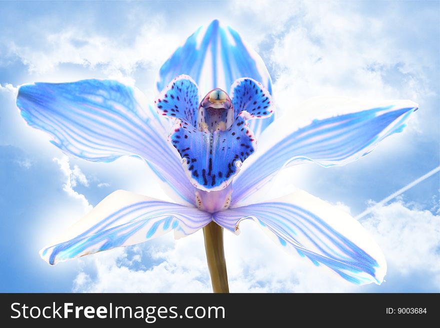 Exotic blue orchid on sky