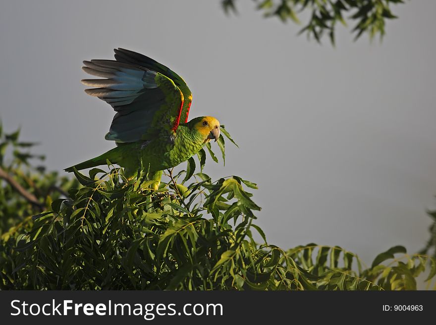 Yellow-shouldered Parrot (Amazona Barbadensis)