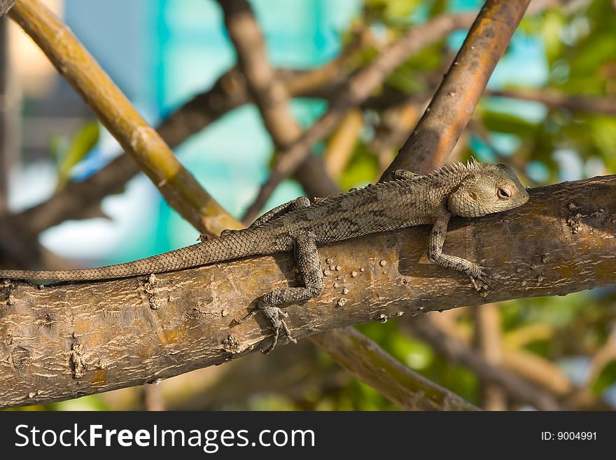 Lizard resting on the tropical tree. Lizard resting on the tropical tree.