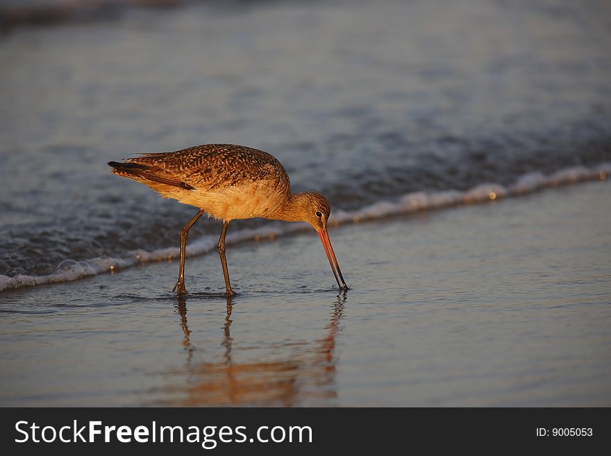 Marbled Godwit (Limosa fedoa beringiae), in winter plumage feeding in surf at dawn.