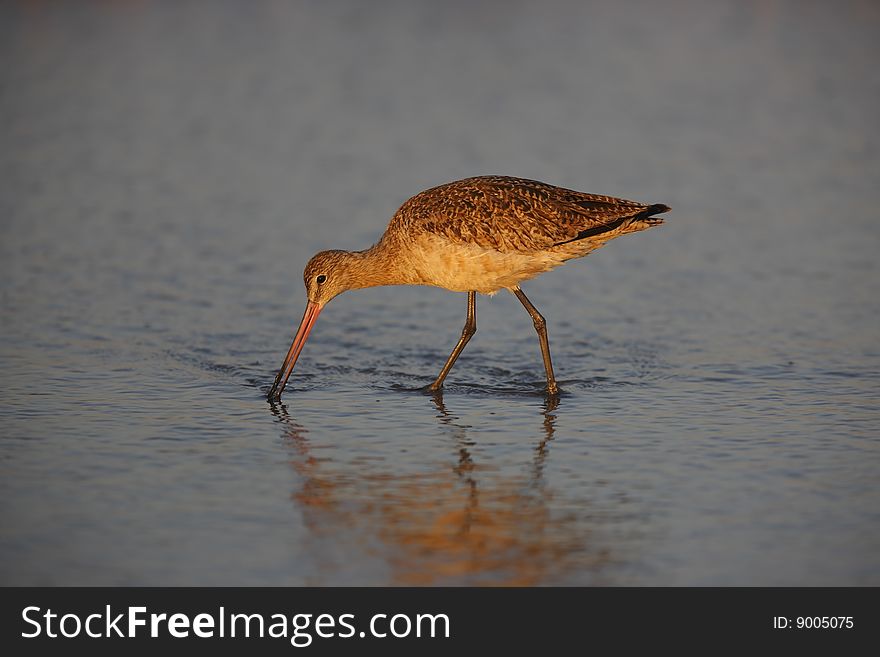 Marbled Godwit (Limosa fedoa beringiae), in winter plumage feeding in surf at dawn.