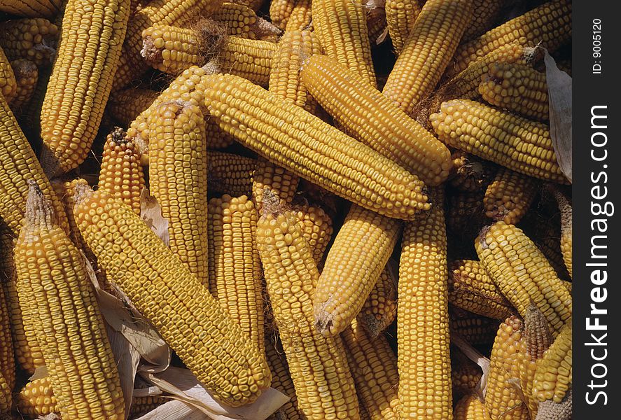 Background of close up corn cobs