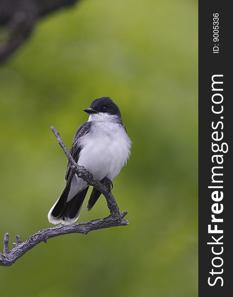 Eastern Kingbird (Tyrannus tyrannus), sitting on open branch.