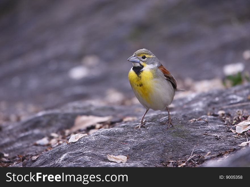 Dickcissel (Spiza americana), adult male in breeding plumage, a very rare migrant in New York's Central Park sitting on a rock.