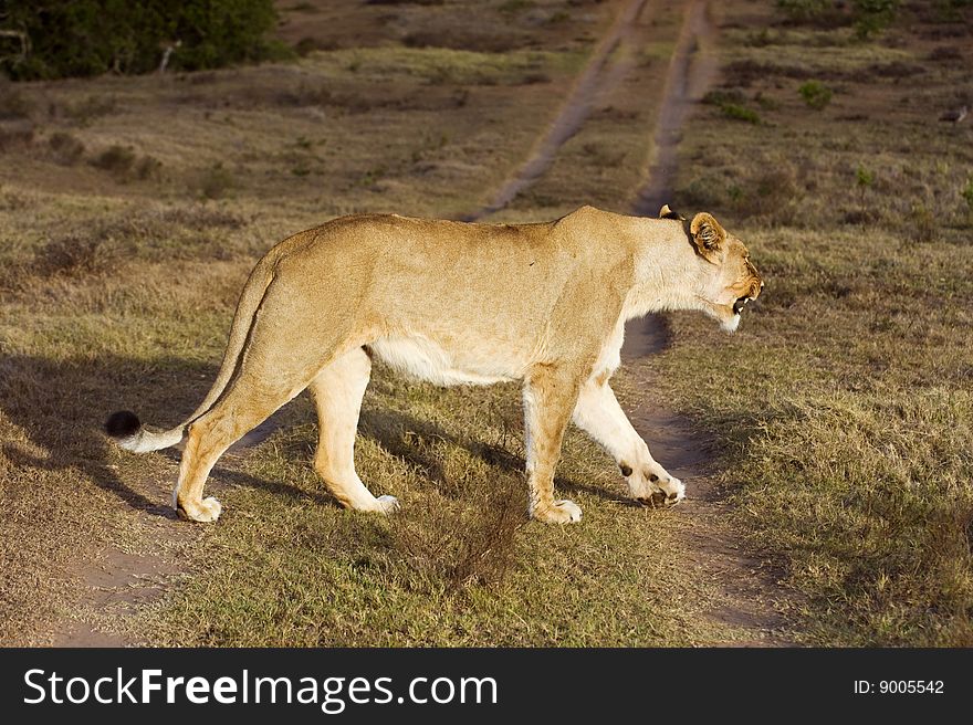 A angry Lioness crosses the reserve road in front of me