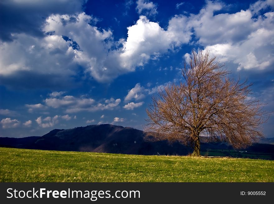 Beautifull landscape mix of green grass and blue sky with spring tree. Beautifull landscape mix of green grass and blue sky with spring tree.