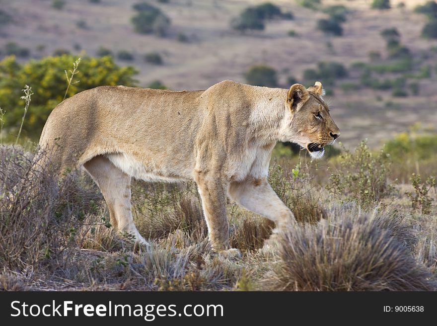 Lioness On The Hill