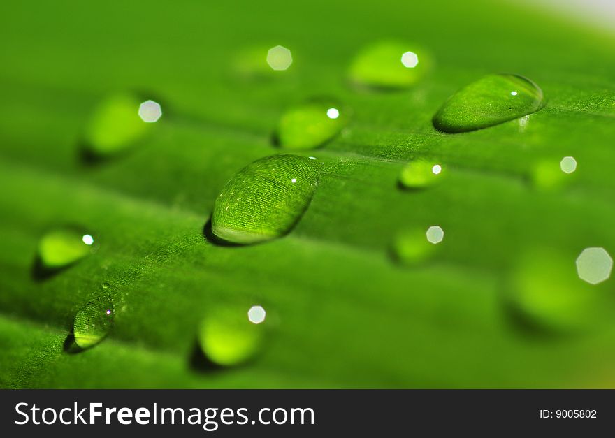 Macro of green leaf with drops