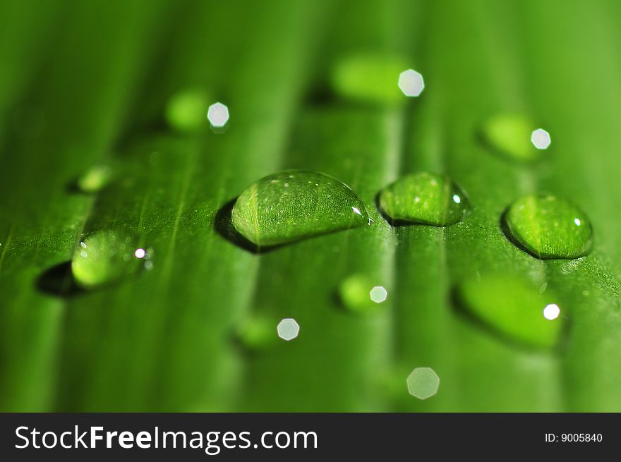 Macro of green leaf with drops