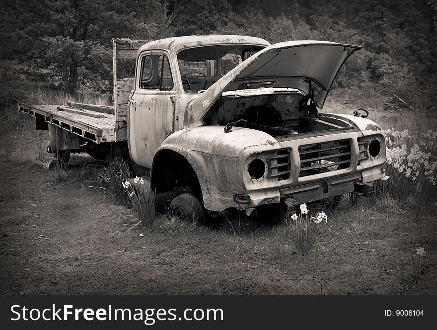 An old work horse left in the bush to rot. 
Daffodiles growing around it. An old work horse left in the bush to rot. 
Daffodiles growing around it