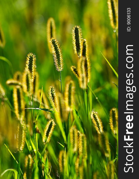 Backlit blooming grass in spring