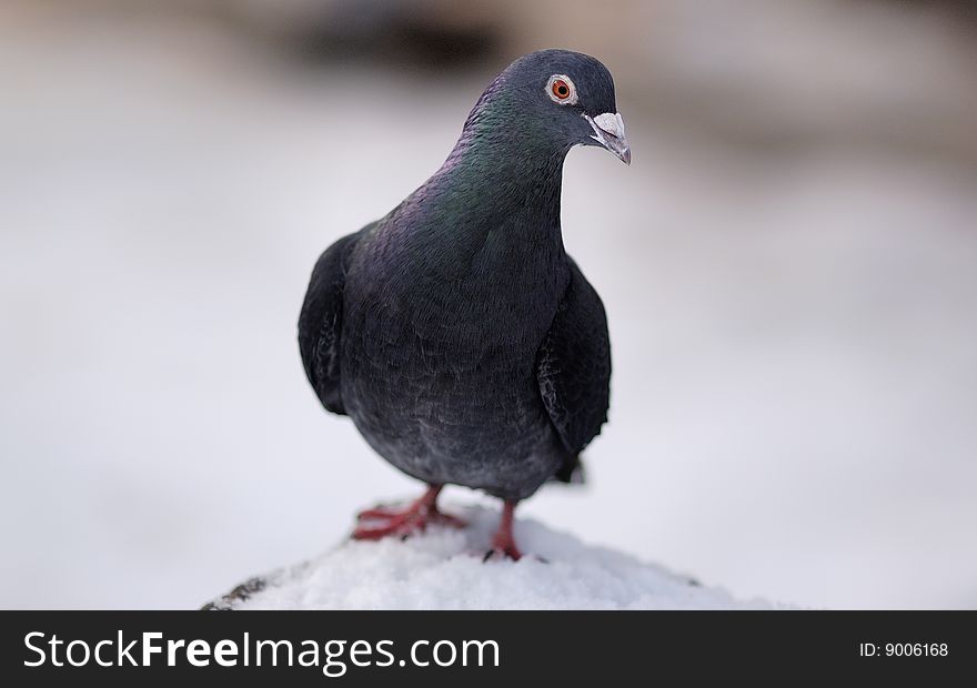 Black pigeon in island isolated