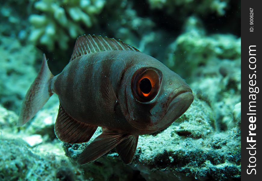 Bigeye Fish