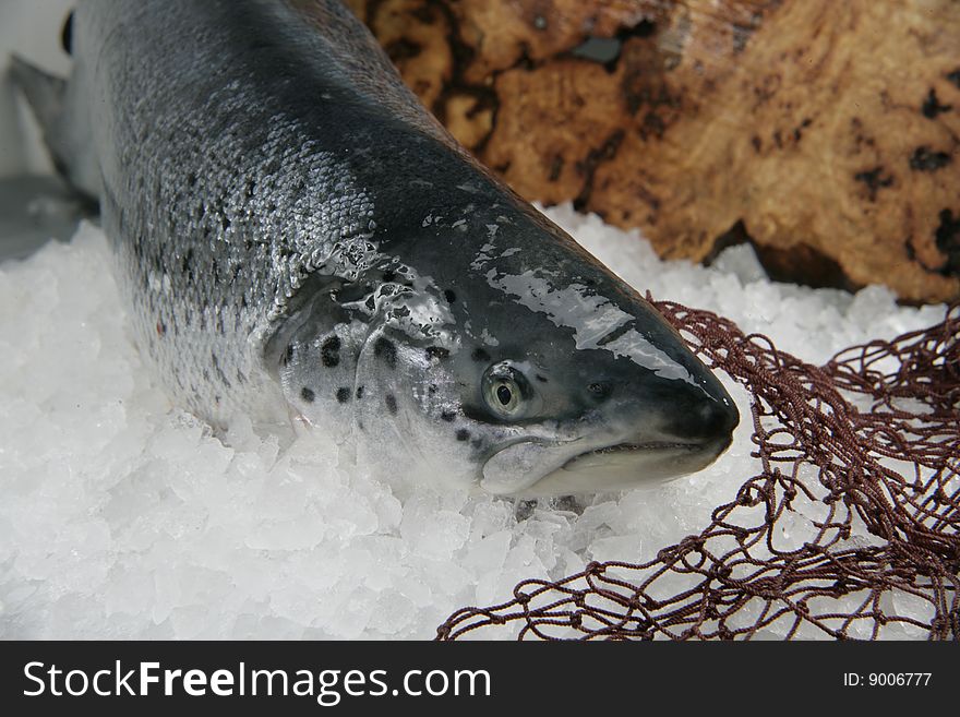 Raw fish on ice background and net