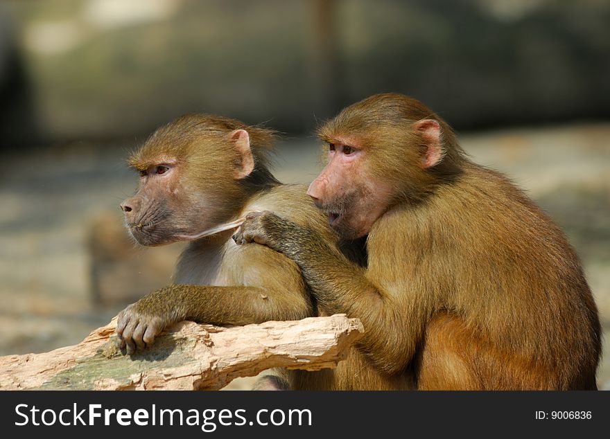 Close up of two young Hamadryas baboons (Papio hamadryas)