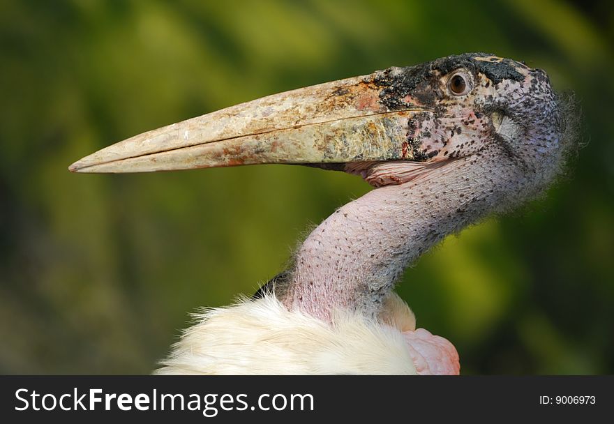 Close-up of a Marabou Stork, Leptoptilos crumeniferus