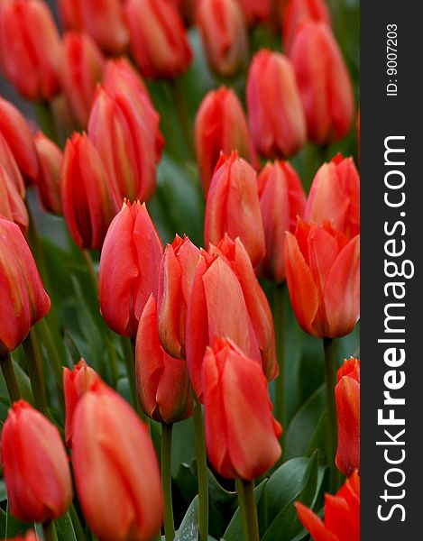 Orange bunch of tulips in garden