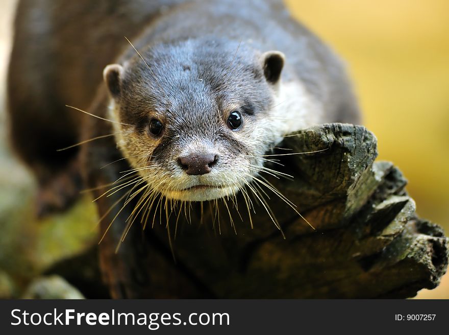 Oriental Small-clawed Otter