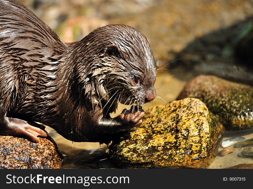 Oriental Small-clawed Otter