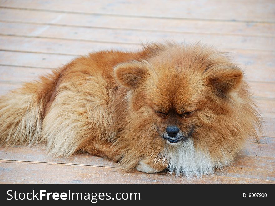 Lovable brown puppy in rest. Lovable brown puppy in rest