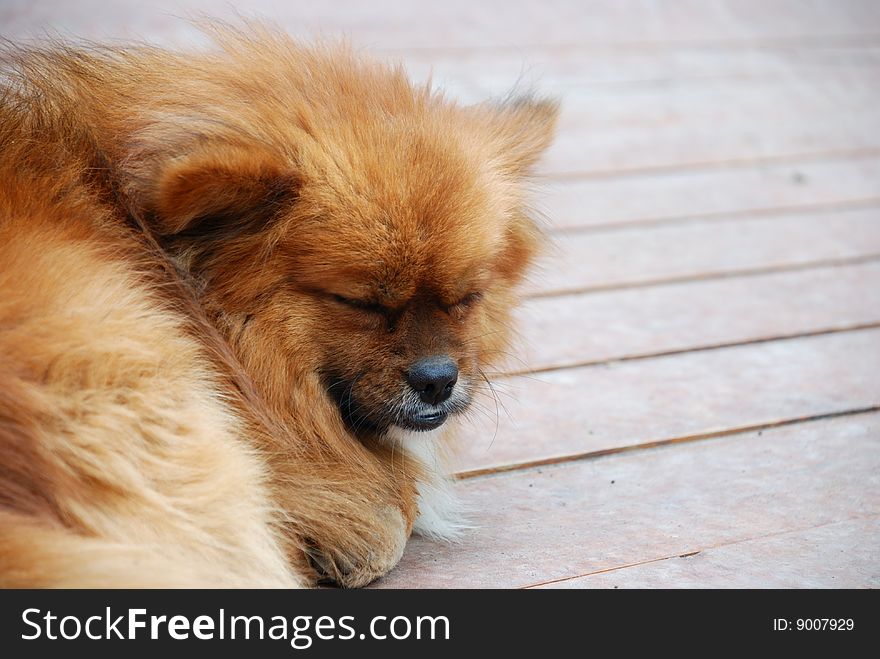 Lovable brown puppy in rest. Lovable brown puppy in rest