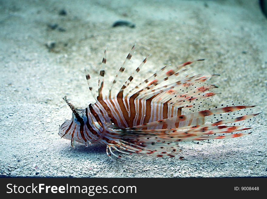 The sea tropical fish, floating having a rest in sand. The sea tropical fish, floating having a rest in sand
