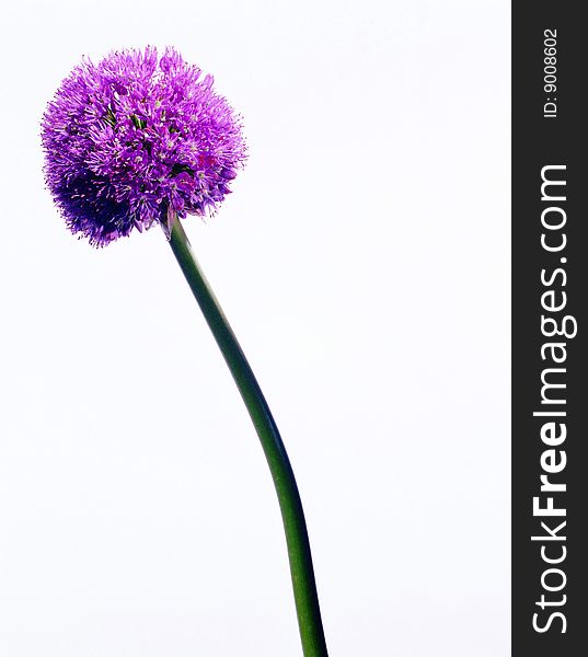 Image of a red flower. white background. Image of a red flower. white background