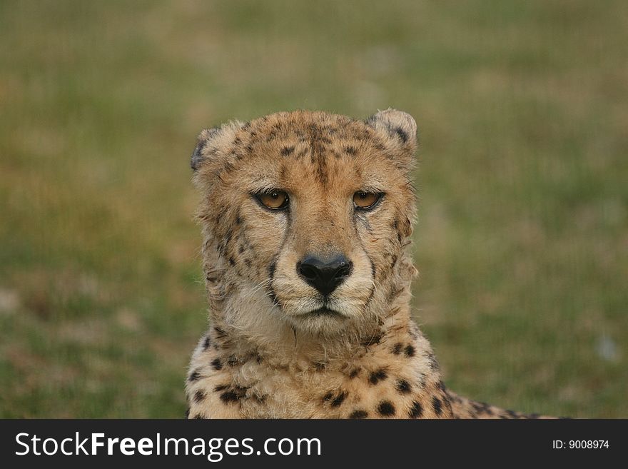 Cheetah laying in the lush green grass watching with big brown eyes