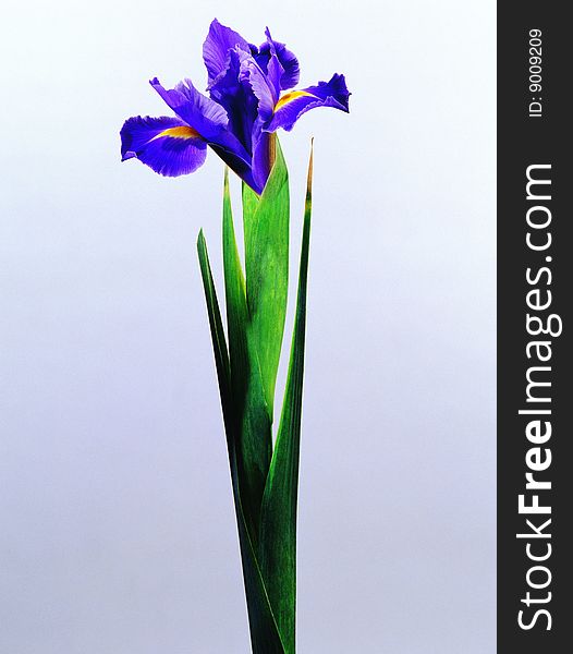 Image of a blue flower. white background. Image of a blue flower. white background