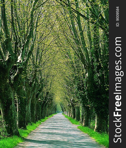 Row of trees to create an avenue. Row of trees to create an avenue