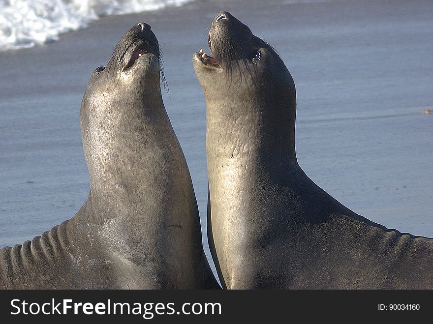2 Seal Lions on Shore