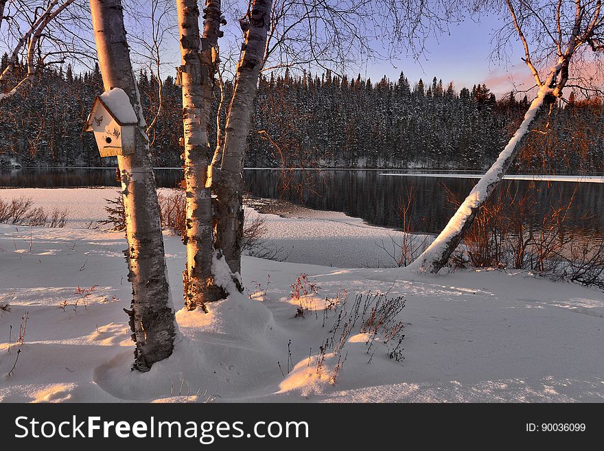 Birch trees on the yard in the snow. Birch trees on the yard in the snow.