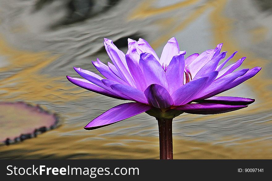 Close Up Photo of Purple Petaled Flower