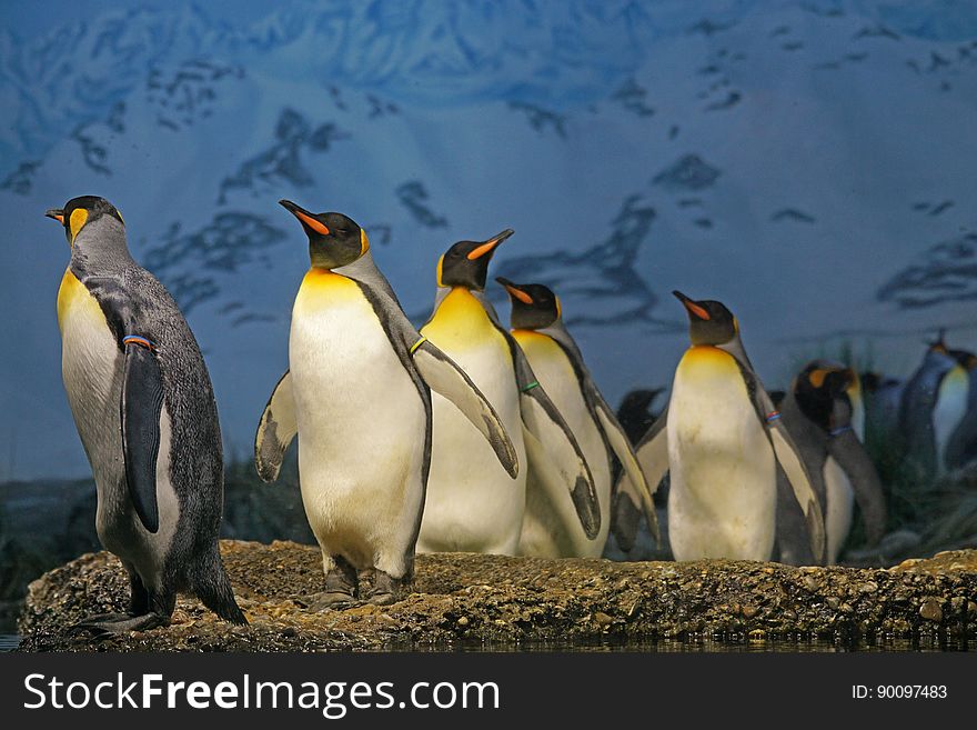 King penguins in a zoo habitat.