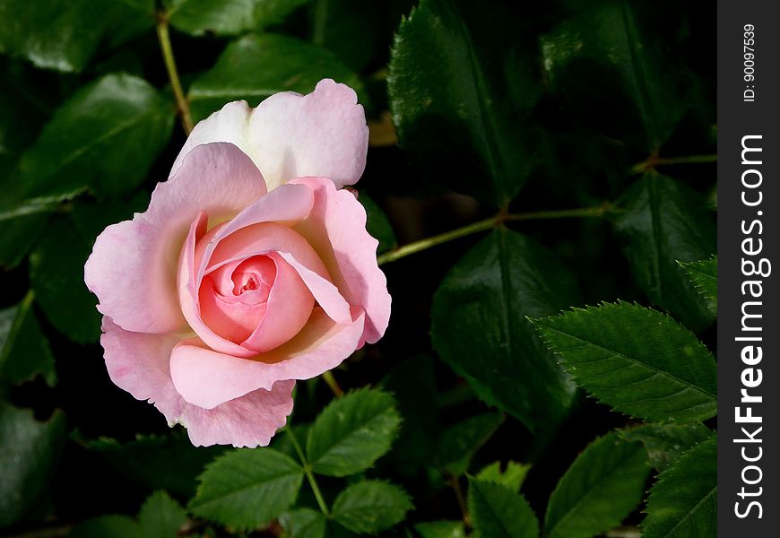 A pink rose flower in a green bush.