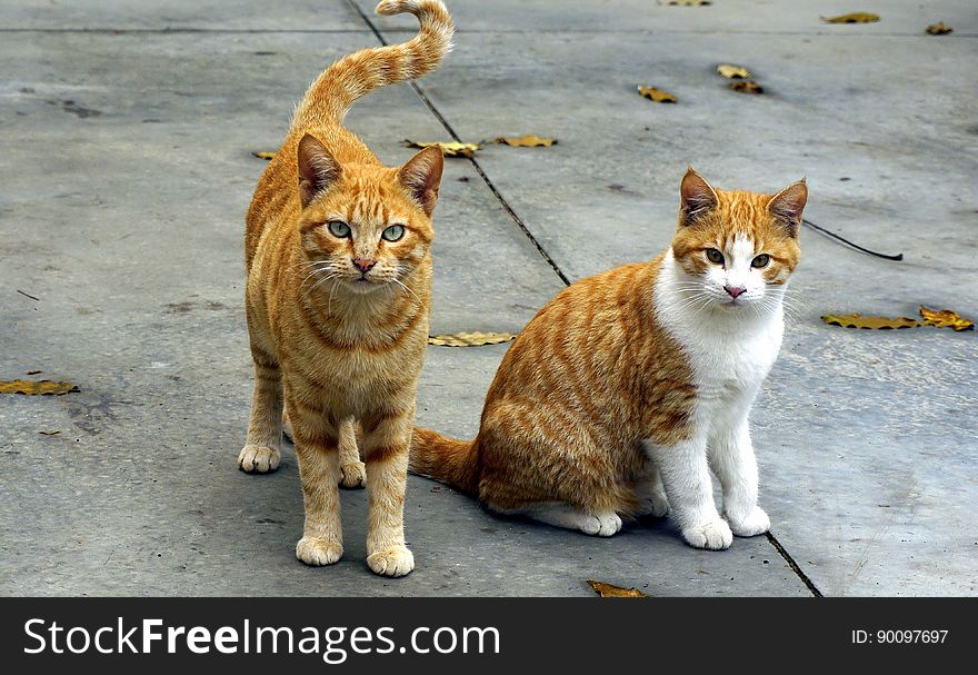 A pair of orange tabby cats on the street. A pair of orange tabby cats on the street.