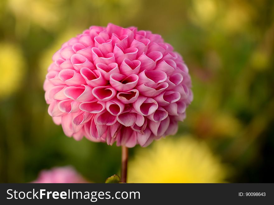A pink ball dahlia flower. A pink ball dahlia flower.
