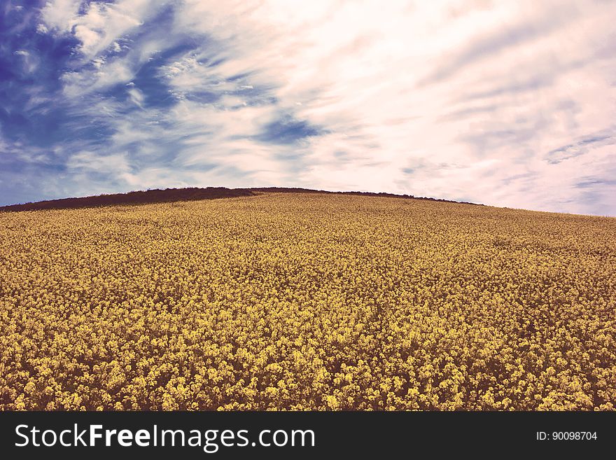 An yellow field of rapeseed flowers in the sun.