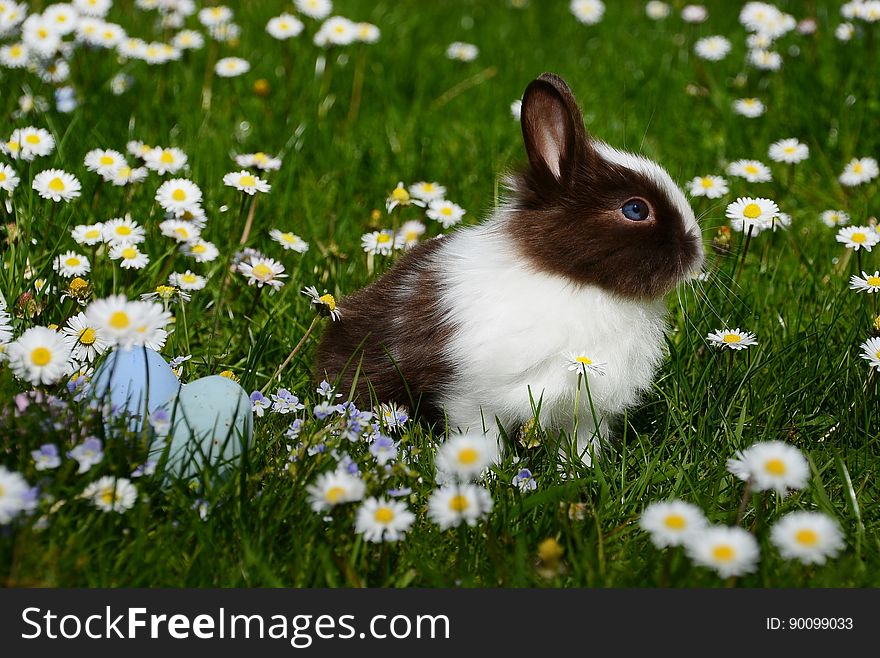 A fluffy bunny rabbit on a field of grass and daisies. A fluffy bunny rabbit on a field of grass and daisies.