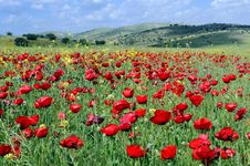 Poppies  Field Royalty Free Stock Images