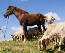 Horse And Sheep Royalty Free Stock Photos