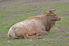 A Male Elk Royalty Free Stock Image A Male Elk Royalty Free Stock Image
