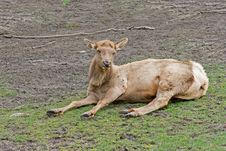 A Female Elk Royalty Free Stock Photography