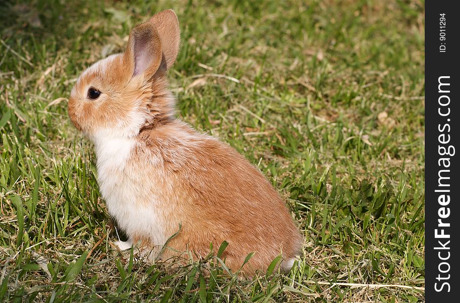 Portrait of little bunny sitting in the grass