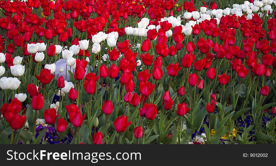 Red and White Tulip Field. Red and White Tulip Field