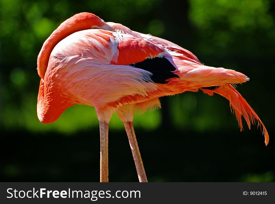 A red flamingo standing outside.